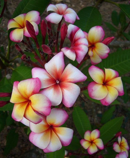 Plumeria rubra 'Thumbalina' (Frangipani Tempelbaum)