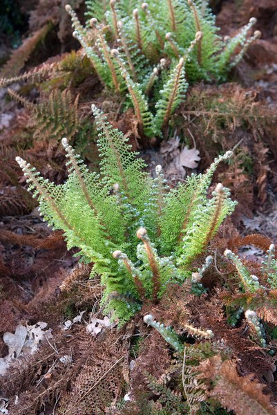 Polystichum setiferum 'Plumosum Densum' Flaumfeder-Filigran-Farn 'Plumosum Densum'