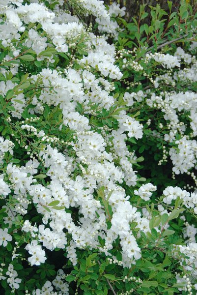 Prunkspiere, Exochorda macrantha 'The Bride'
