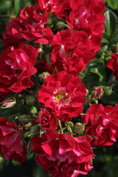 Ramblerrose Rambling Rosie