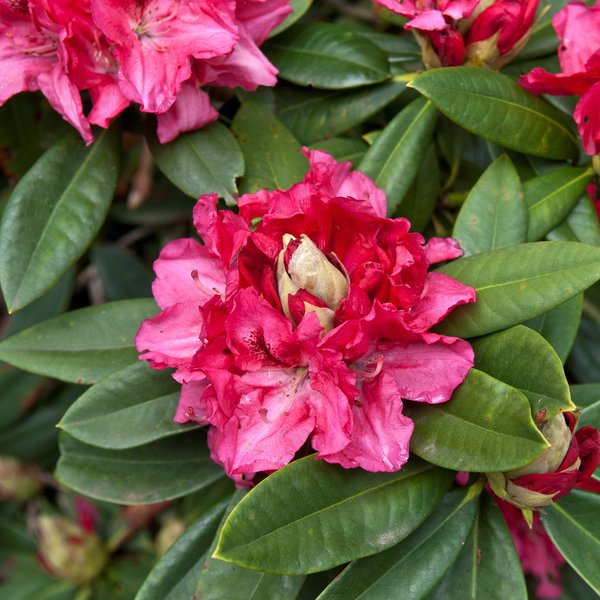 Rhododendron Hybride 'Marianne v.Weiz�cker' INKARHO