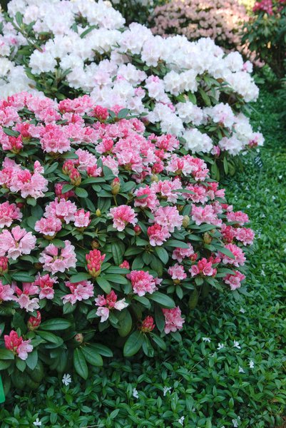 Rhododendron yakushimanum 'Fr�hlingsanfang' INKARHO 