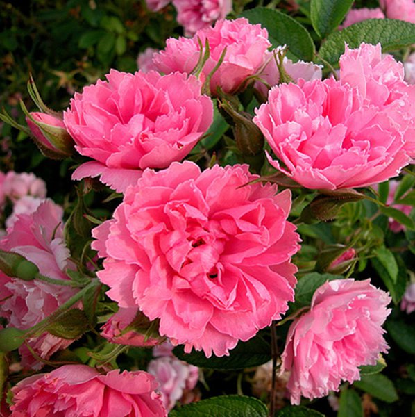 Rosier rugueux Pink Grootendorst, planter des rosiers rugueux