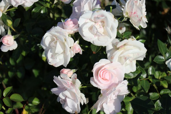 Rose Aspirin-Rose&reg; Rosen kaufen Lubera