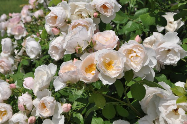 Entretien des rosiers Rose Pear Lubera