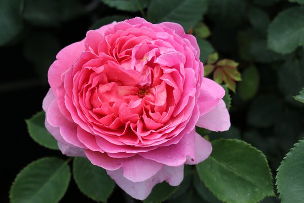 Entretien des rosiers Rose Princess Alexandra of Kent Lubera