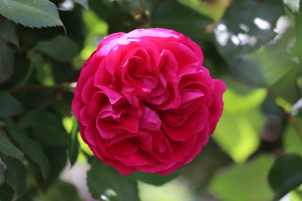 Entretien des rosiers Rose Meilove Lubera