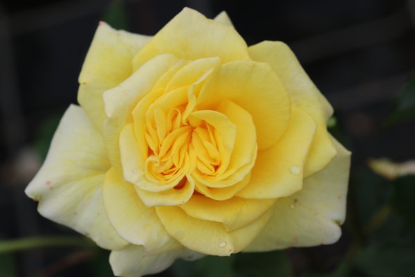 Planter et entretenir des rosiers à fleurs groupées, Rosier Souvenir de Marcel Proust Lubera
