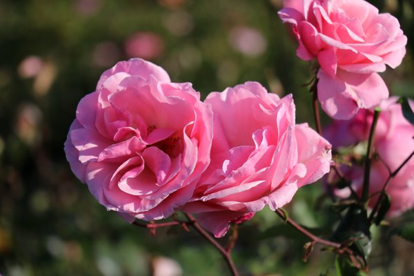 Rosier The Queen Elizabeth Rose, planter des rosiers à grandes fleurs