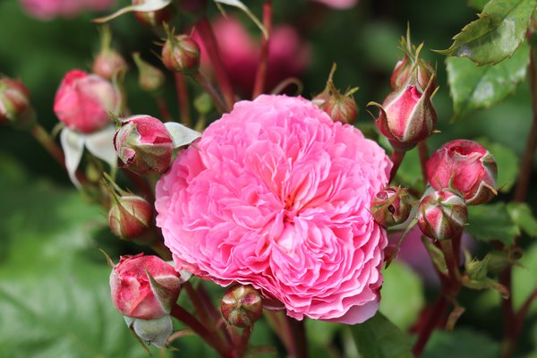 Planter et entretenir les rosiers à fleurs groupées, Guide de culture rosier à fleurs groupées Theo Clevers Lubera
