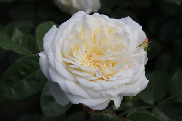 Entretien des rosiers Rose Tranquility Lubera