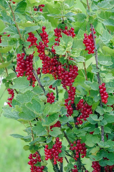 Rote Johannisbeere Ribest Sonette