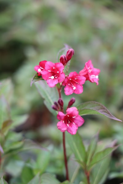 Rote Weigelie 'Bristol Ruby' Wegela 'Bristol Ruby'
