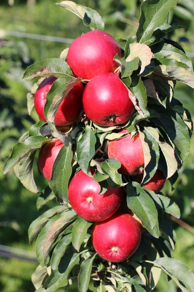 S�ulenapfel Malini� Gracilis�