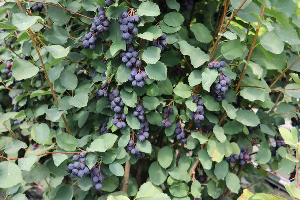 Amelanchier alnifolia 'Saskalate'