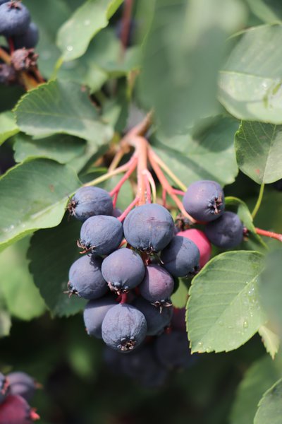 Saskatoon Beere 'Saskalate'� (Amelanchier alnifolia 'Saskalate'�)