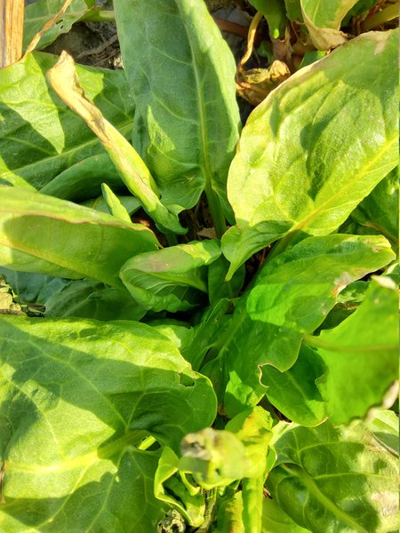 Sauerampfer 'Salagreen' Rumex acetosa 'Salagreen'