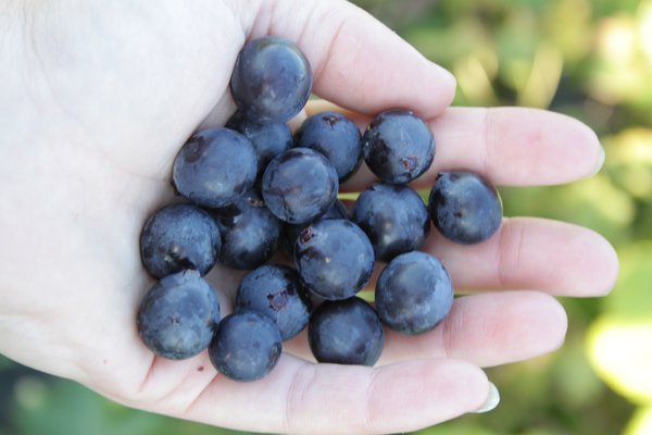 Magnifiques raisins Buffalo Blue