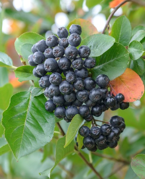 Schwarze Apfelbeere 'Nero', Aronia x prunifolia, Aronia melanocarpa