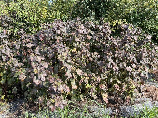 Cassissier Black'n'Red 'Premiere', Ribes nigrum, s&eacute;cheresse 2026