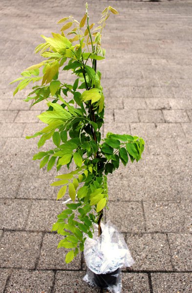 Seiden-Blauregen 'Shiro Beni' (Wisteria brachybotrys 'Shiro Beni')