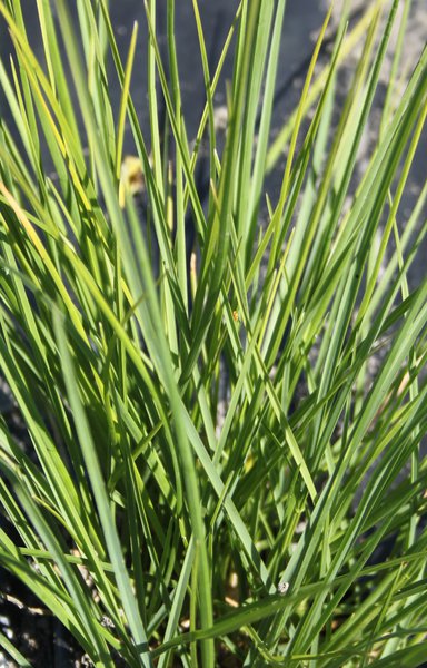 Sesleria autumnalis