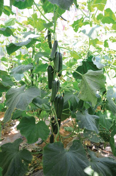 Snackgurke 'Merlin' Cucumis sativus