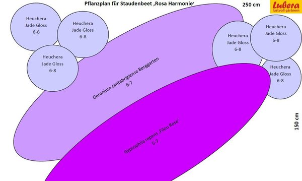 Staudenbeet Pflanzplan Rosa Harmonie