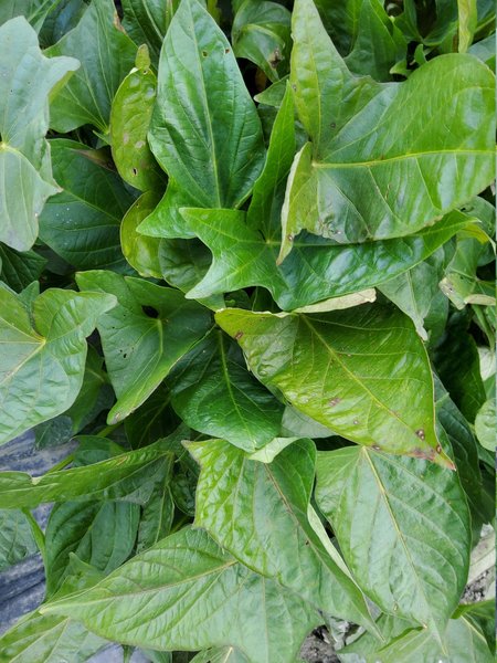 Zier-S�sskartoffel, Sugabeauty� 'Little Lady Hostaleaf'�, Ipomoea batatas