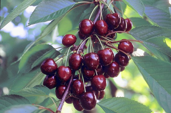 Prunus avium Regina, Tailler un cerisier