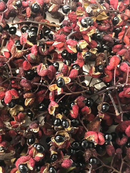 fruits de poivrier du Sichuan Zanthoxylum piperitum