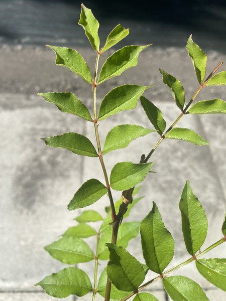 Feuilles de poivrier du Sichuan Zanthoxylum piperitum
