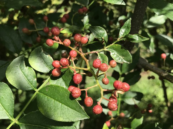 Poivre du Sichuan plante Zanhoxylum piperitum, Lubera