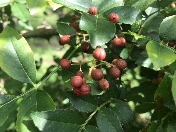 Poivrier du Sichuan, Zanthoxylum piperitum