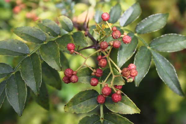 Poivrier du Sichuan, Zanthoxylum schinifolium