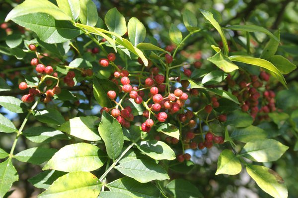 Planter le poivrier du Sichuan Zanthoxylum simulans