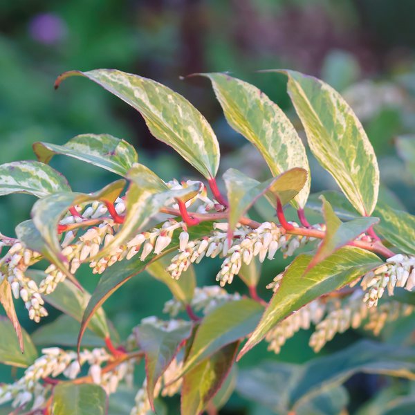 Traubenheide 'Rainbow' Leucothoe fontanesiana 'Rainbow'