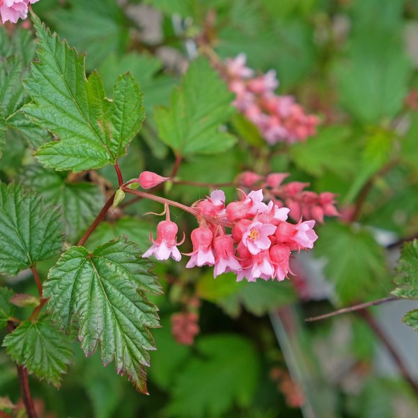 Traubenspiere Neillia affinis