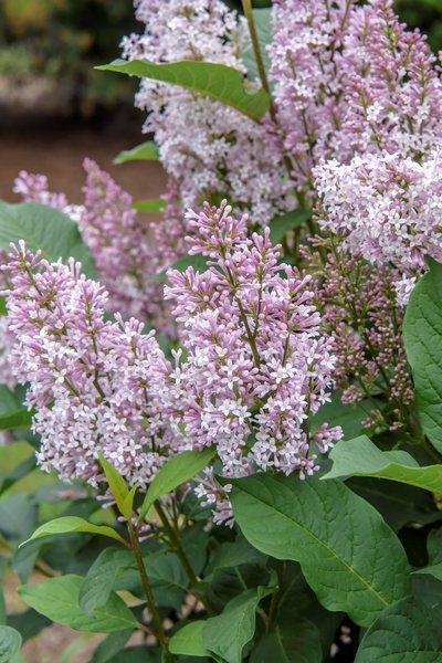 Ungarischer Flieder, Syringa josikaea
