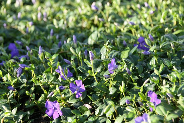 Vinca minor 'Marie', petite pervenche