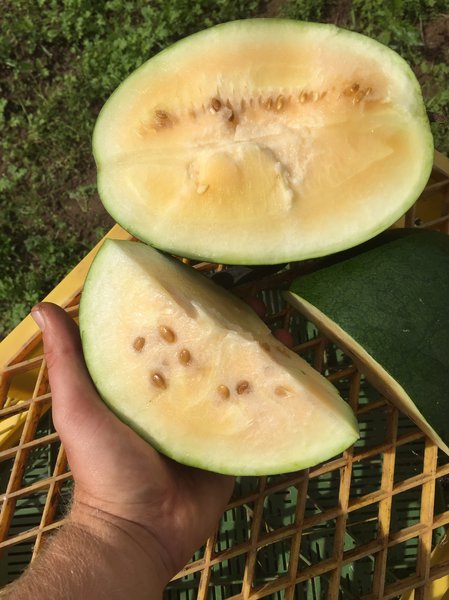 Wassermelone 'Solopoly' (M 12) Saatgut BIO