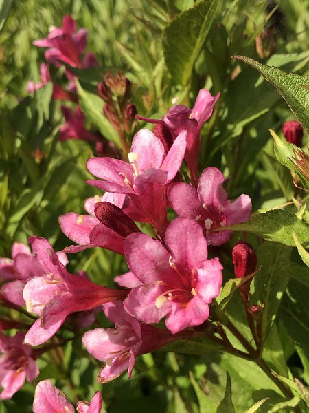 Weigela florida 'Picobella Rosa' Weigelie