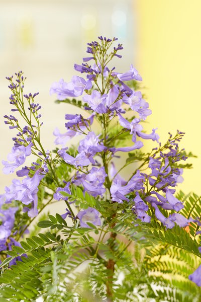 Palisanderholzbaum 'Bonsai Blue', Jacaranda mimosifolia 'Bonsai Blue'