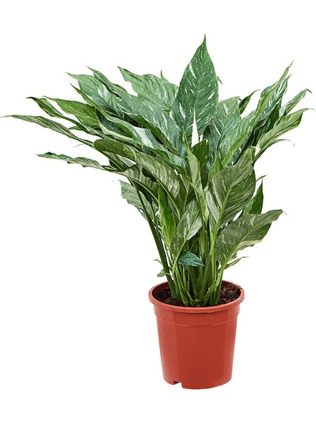Spathiphyllum 'Diamond', Busch, im 17cm Topf, H�he 60cm, Breite 40cm