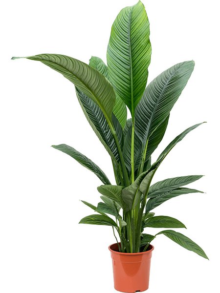 Spathiphyllum 'Sensation', Busch, im 24cm Topf, H�he 110cm, Breite 100cm