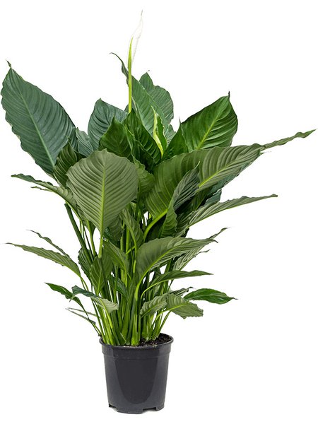 Spathiphyllum 'Silvana', Busch, im 19cm Topf, H�he 90cm, Breite 70cm