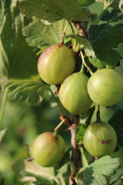 Stachelbeeren Hochstamm Crispa� 'Greenling'�