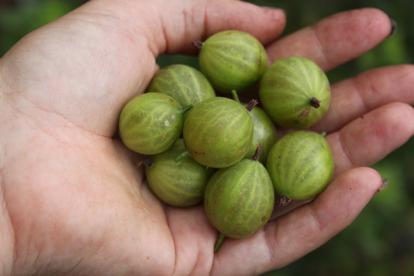 Planter, tailler et cultiver les groseilles � maquereau, Ribes uva-crispa, Lubera, Crispa Greenling