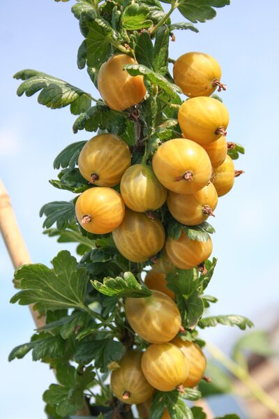 Stachelbeere Lubera Crispa Solemio, korr