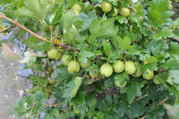 Planter, tailler et cultiver les groseilles � maquereau, Ribes uva-crispa, Lubera, Easycrisp Mr. Green